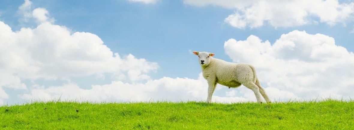 hitsujibiyori.net　ひつじびより　羊日和　公式サイト